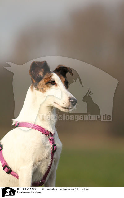 Foxterrier Portrait / Foxterrier Portrait / KL-11106