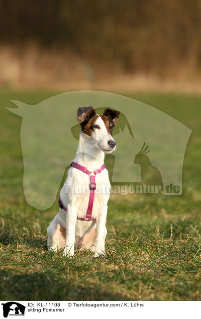 sitzender Foxterrier / sitting Foxterrier / KL-11108