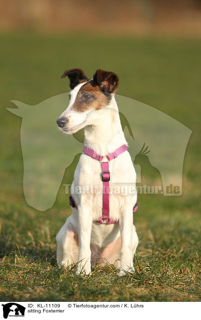 sitzender Foxterrier / sitting Foxterrier / KL-11109