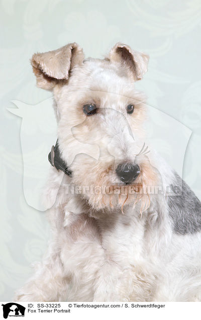 Foxterrier Portrait / Fox Terrier Portrait / SS-33225