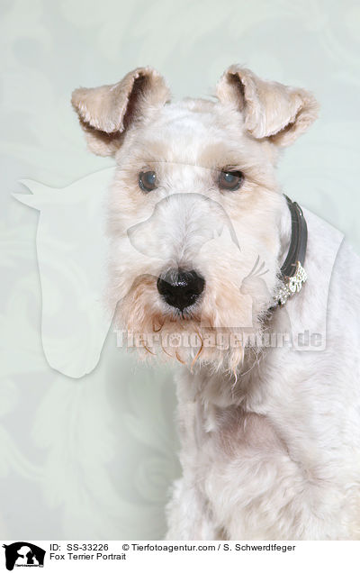 Foxterrier Portrait / Fox Terrier Portrait / SS-33226
