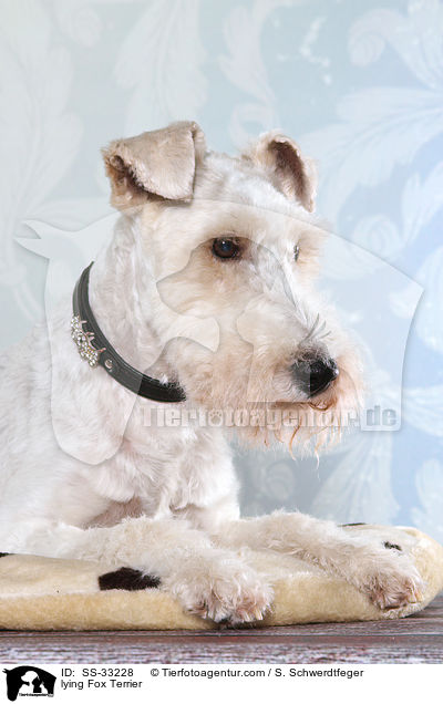 liegender Foxterrier / lying Fox Terrier / SS-33228