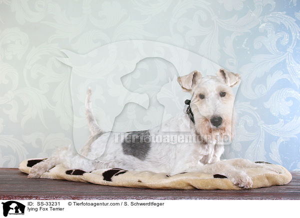 liegender Foxterrier / lying Fox Terrier / SS-33231