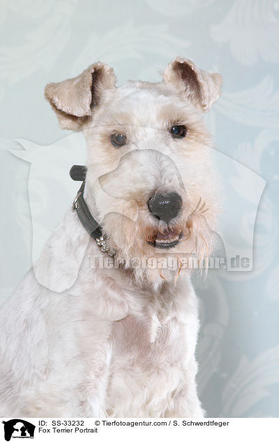 Fox Terrier Portrait / SS-33232