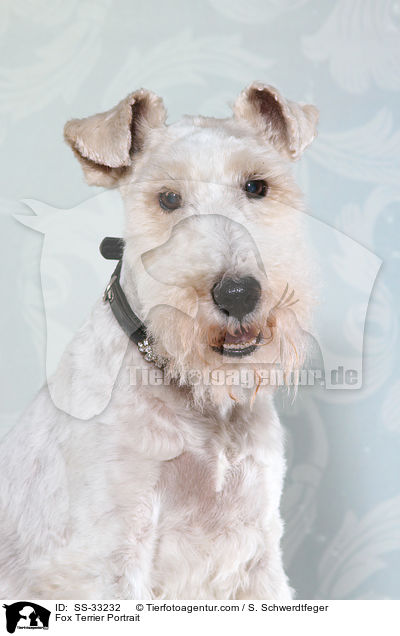 Foxterrier Portrait / Fox Terrier Portrait / SS-33232