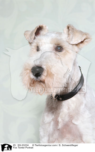 Foxterrier Portrait / Fox Terrier Portrait / SS-33234