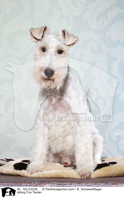 sitzender Foxterrier / sitting Fox Terrier / SS-33236
