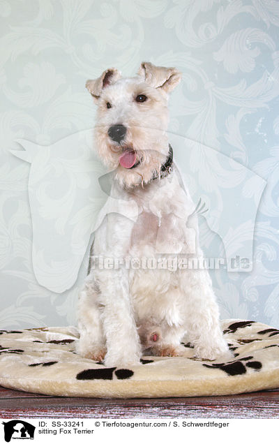 sitzender Foxterrier / sitting Fox Terrier / SS-33241