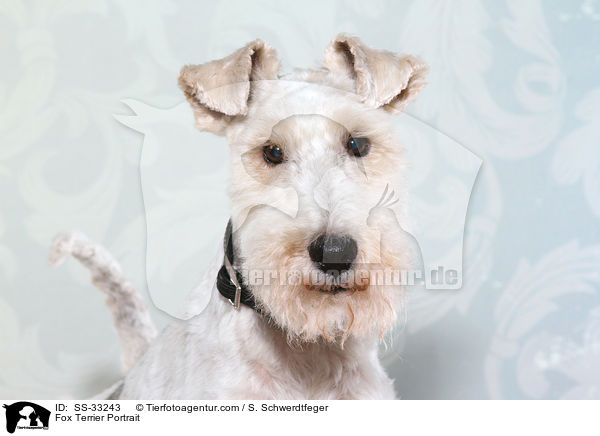 Fox Terrier Portrait / SS-33243