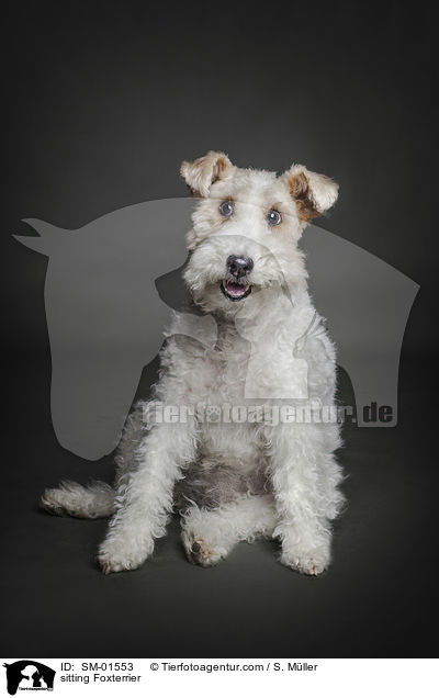 sitzender Foxterrier / sitting Foxterrier / SM-01553