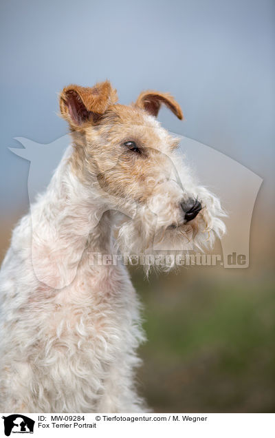 Fox Terrier Portrait / MW-09284