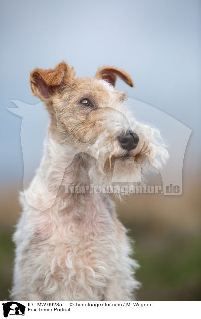 Foxterrier Portrait / Fox Terrier Portrait / MW-09285