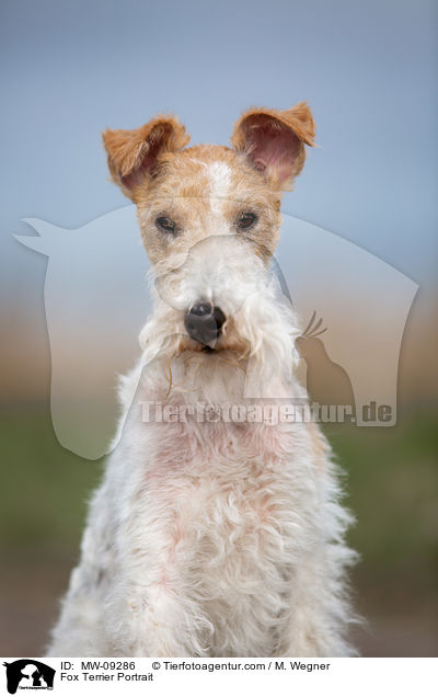 Fox Terrier Portrait / MW-09286