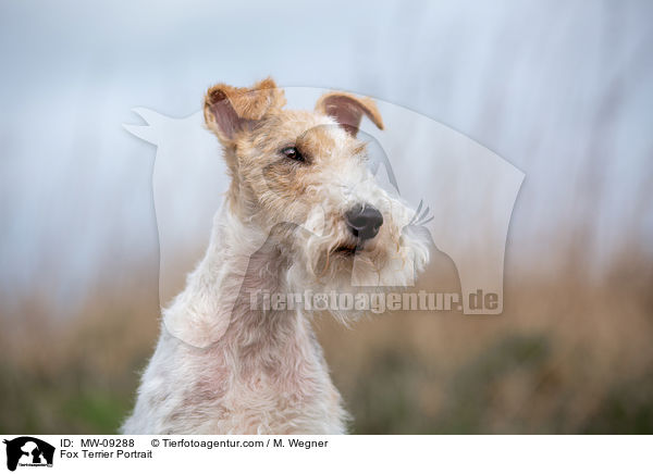 Fox Terrier Portrait / MW-09288