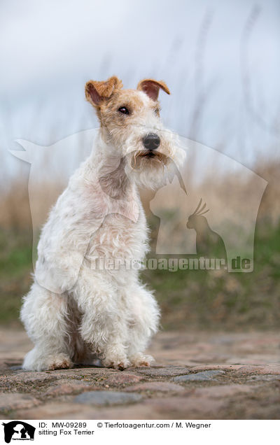 sitzender Foxterrier / sitting Fox Terrier / MW-09289