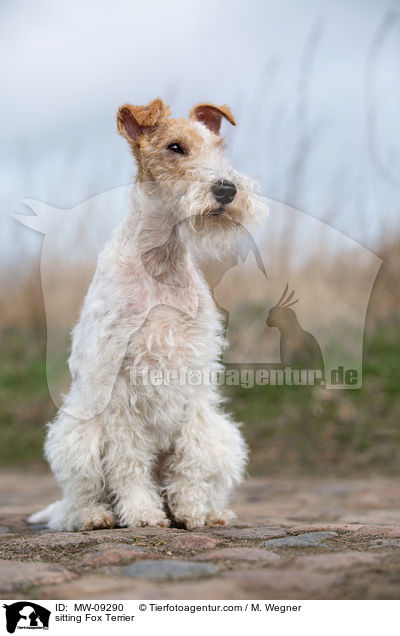 sitzender Foxterrier / sitting Fox Terrier / MW-09290