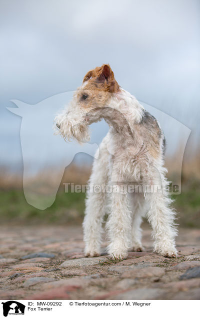 Foxterrier / Fox Terrier / MW-09292