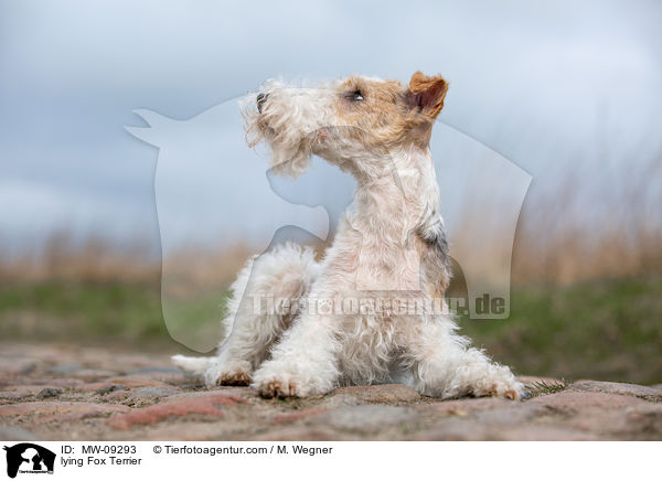 lying Fox Terrier / MW-09293