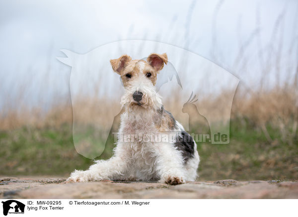 liegender Foxterrier / lying Fox Terrier / MW-09295