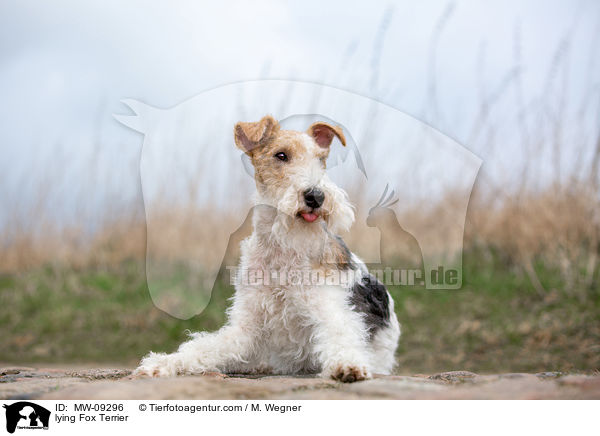liegender Foxterrier / lying Fox Terrier / MW-09296