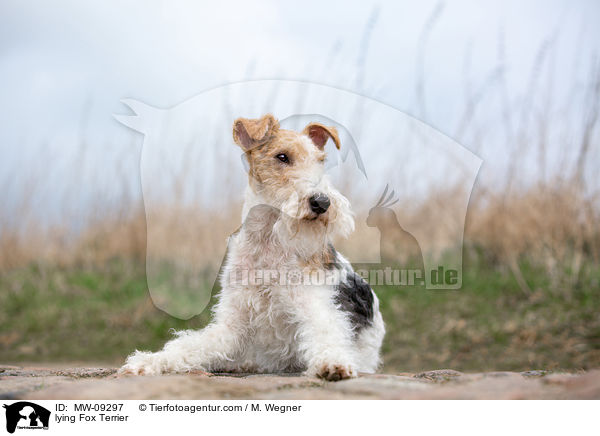 liegender Foxterrier / lying Fox Terrier / MW-09297