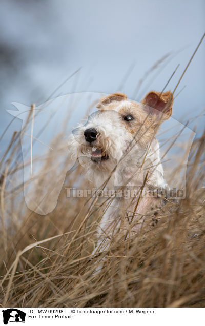 Fox Terrier Portrait / MW-09298