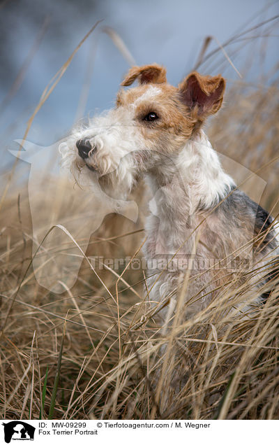 Foxterrier Portrait / Fox Terrier Portrait / MW-09299