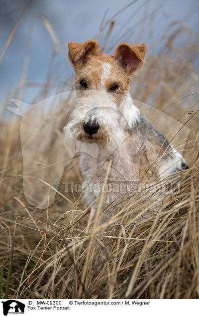 Fox Terrier Portrait / MW-09300