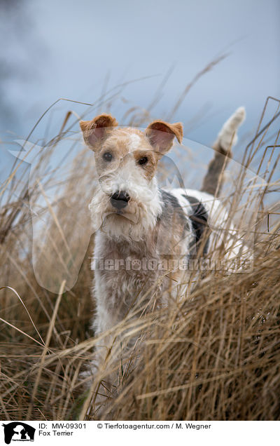 Foxterrier / Fox Terrier / MW-09301