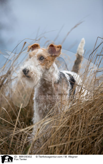 Foxterrier / Fox Terrier / MW-09302
