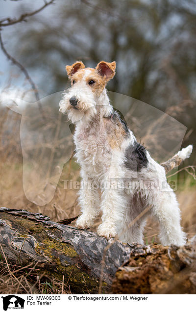 Foxterrier / Fox Terrier / MW-09303