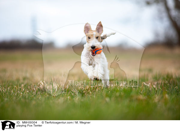 spielender Foxterrier / playing Fox Terrier / MW-09304