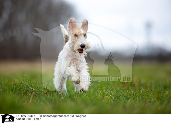 rennender Foxterrier / running Fox Terrier / MW-09305