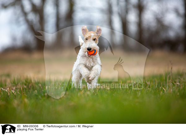 playing Fox Terrier / MW-09306