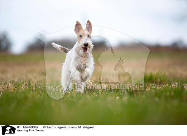 running Fox Terrier / MW-09307