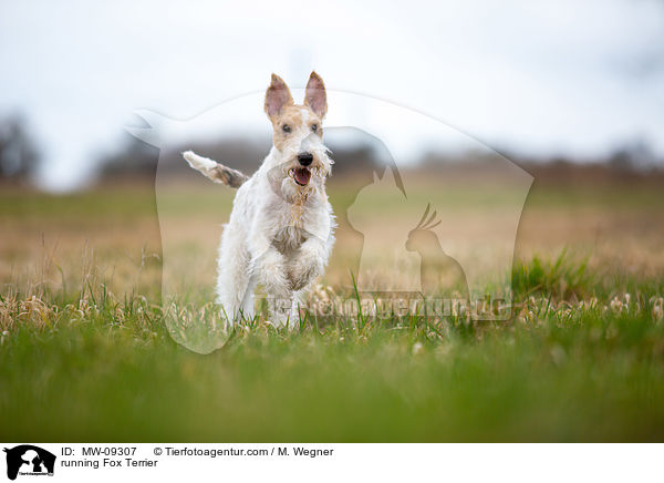 rennender Foxterrier / running Fox Terrier / MW-09307