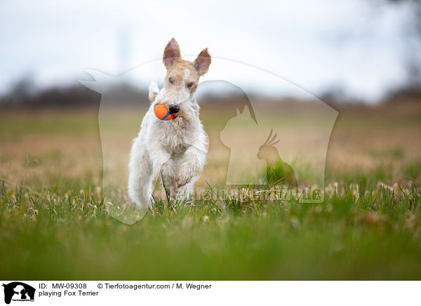 playing Fox Terrier / MW-09308