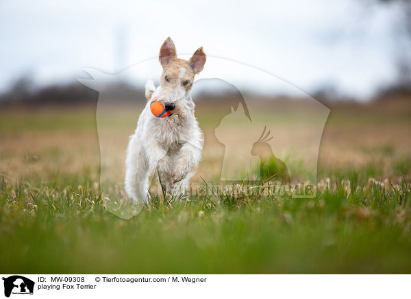 spielender Foxterrier / playing Fox Terrier / MW-09308