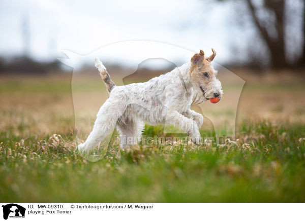 playing Fox Terrier / MW-09310