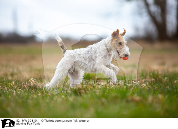 spielender Foxterrier / playing Fox Terrier / MW-09310