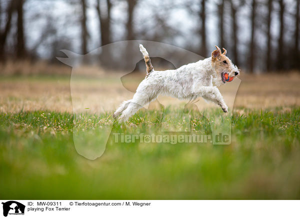 playing Fox Terrier / MW-09311