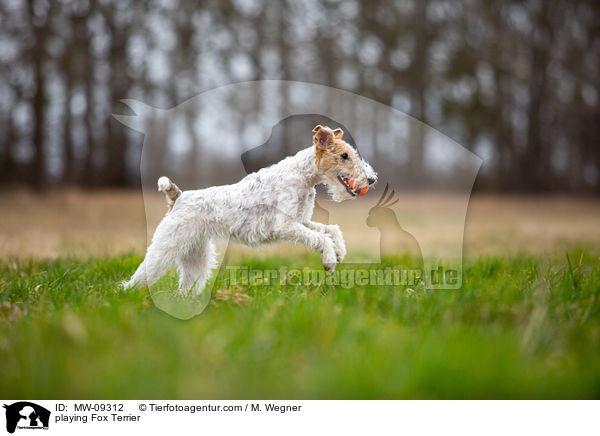 playing Fox Terrier / MW-09312