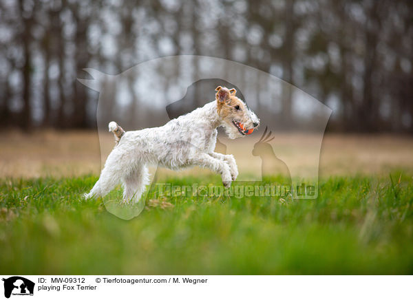 spielender Foxterrier / playing Fox Terrier / MW-09312