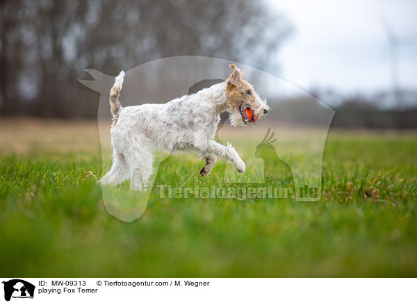 playing Fox Terrier / MW-09313