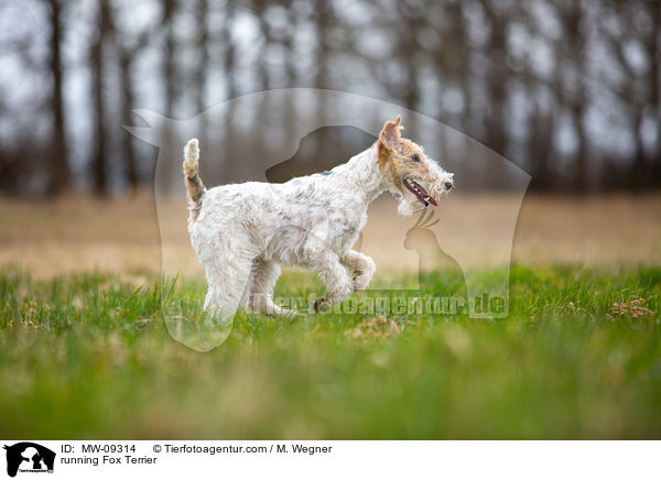 running Fox Terrier / MW-09314
