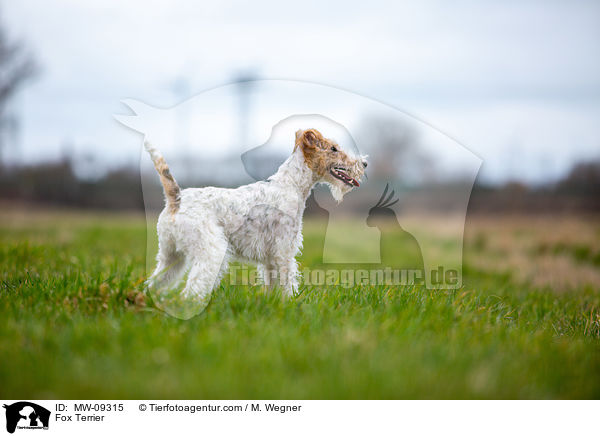 Foxterrier / Fox Terrier / MW-09315