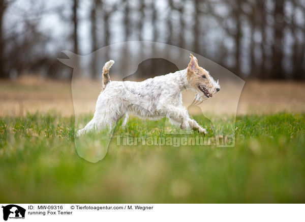 running Fox Terrier / MW-09316