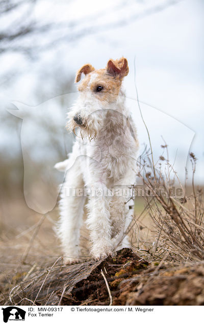 Foxterrier / Fox Terrier / MW-09317
