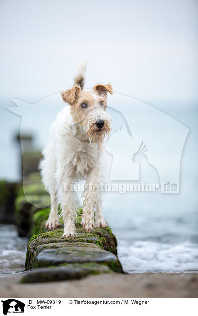 Foxterrier / Fox Terrier / MW-09319