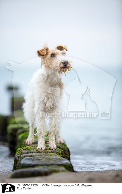 Foxterrier / Fox Terrier / MW-09320